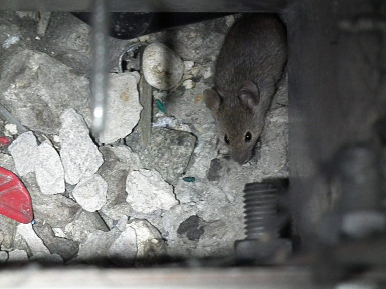 Rokill Rodent Mouse Control Case Study Image 1.jpg