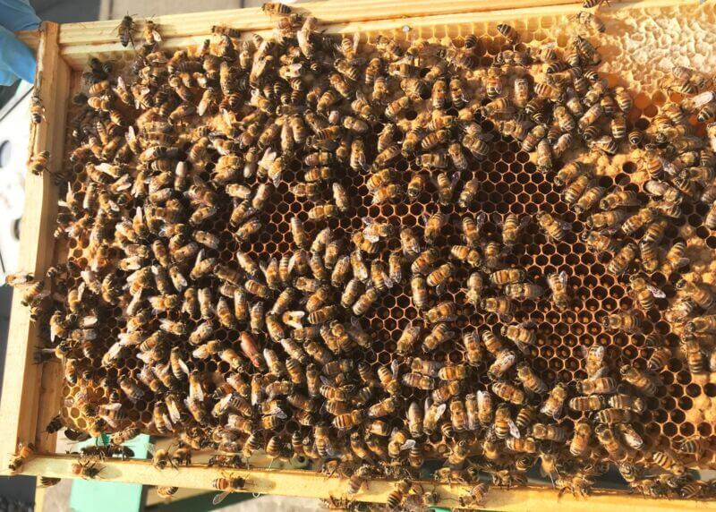 Broadgate Bees 2 2018-EDIT.jpg