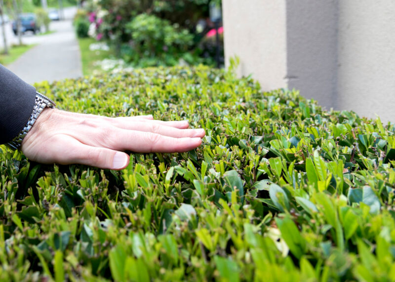 person-running-hand-over-fresh-trimmed-lawn-hedges-outside-rltheis_t20_4JN8p8.jpg