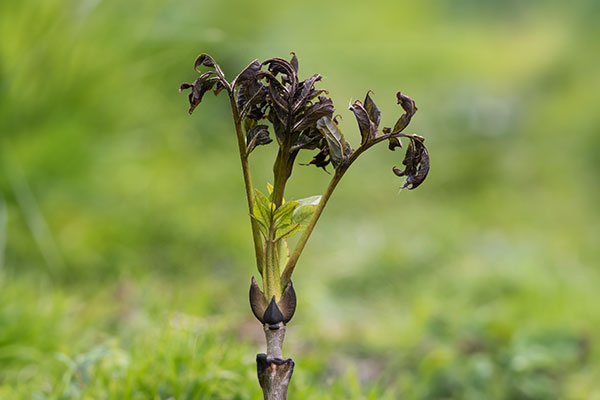 ash dieback tree disease