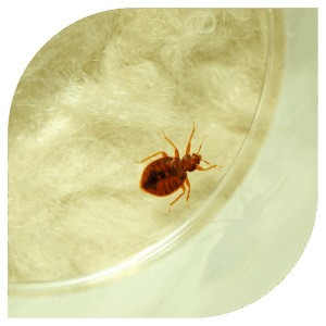 Koting Insect How to Identify Bed Bugs | Signs, Symptoms