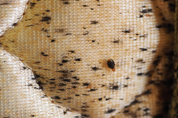Bedbug survey