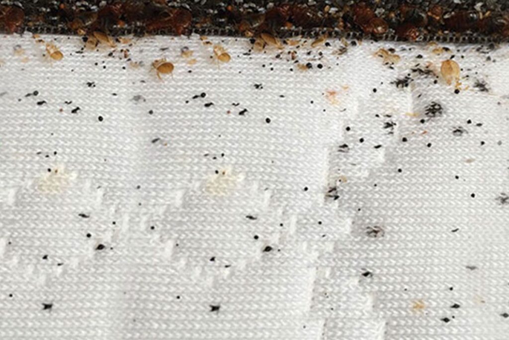 bed bugs dropping