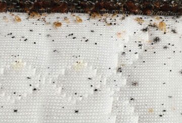 bed bugs dropping