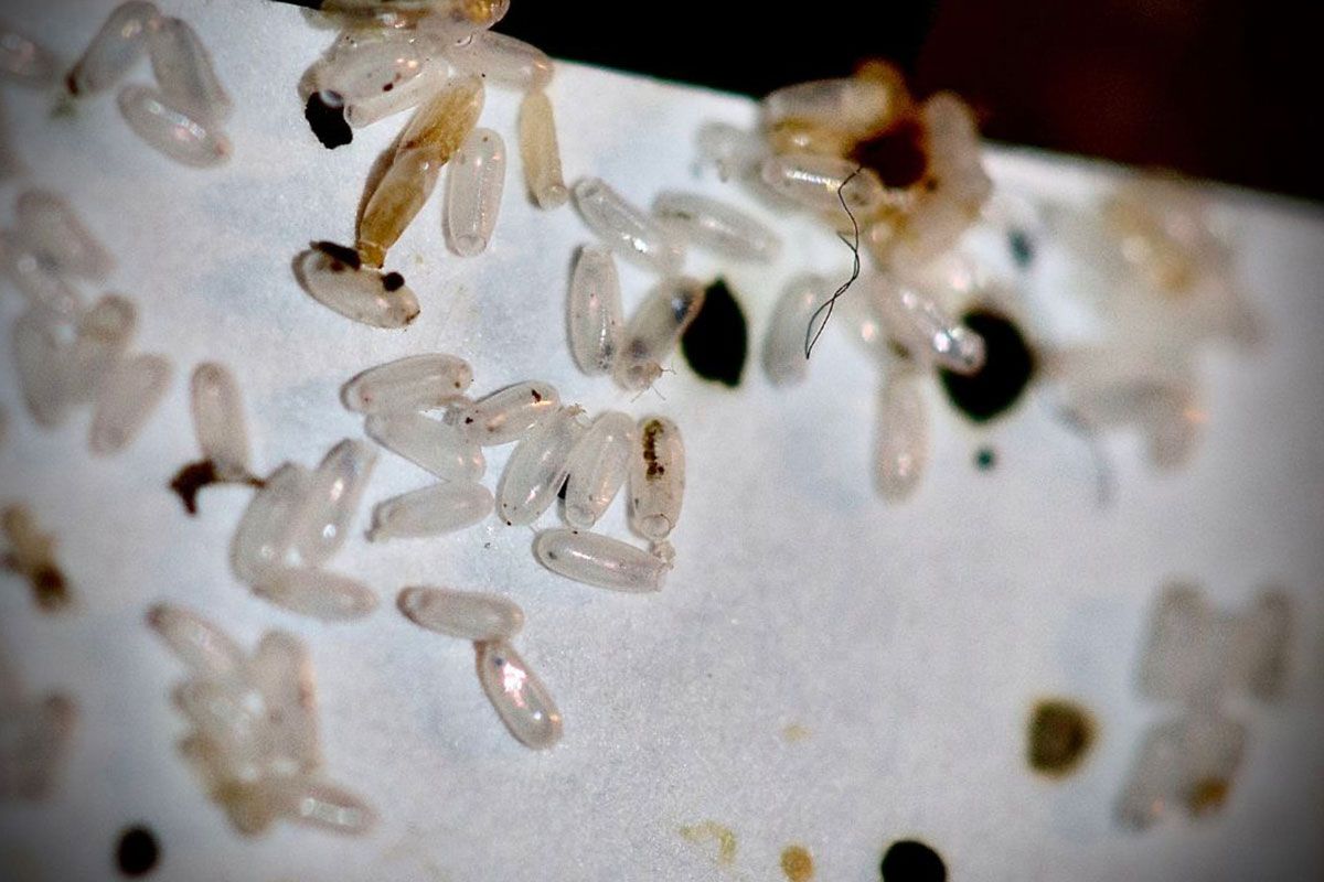 bed bug eggs