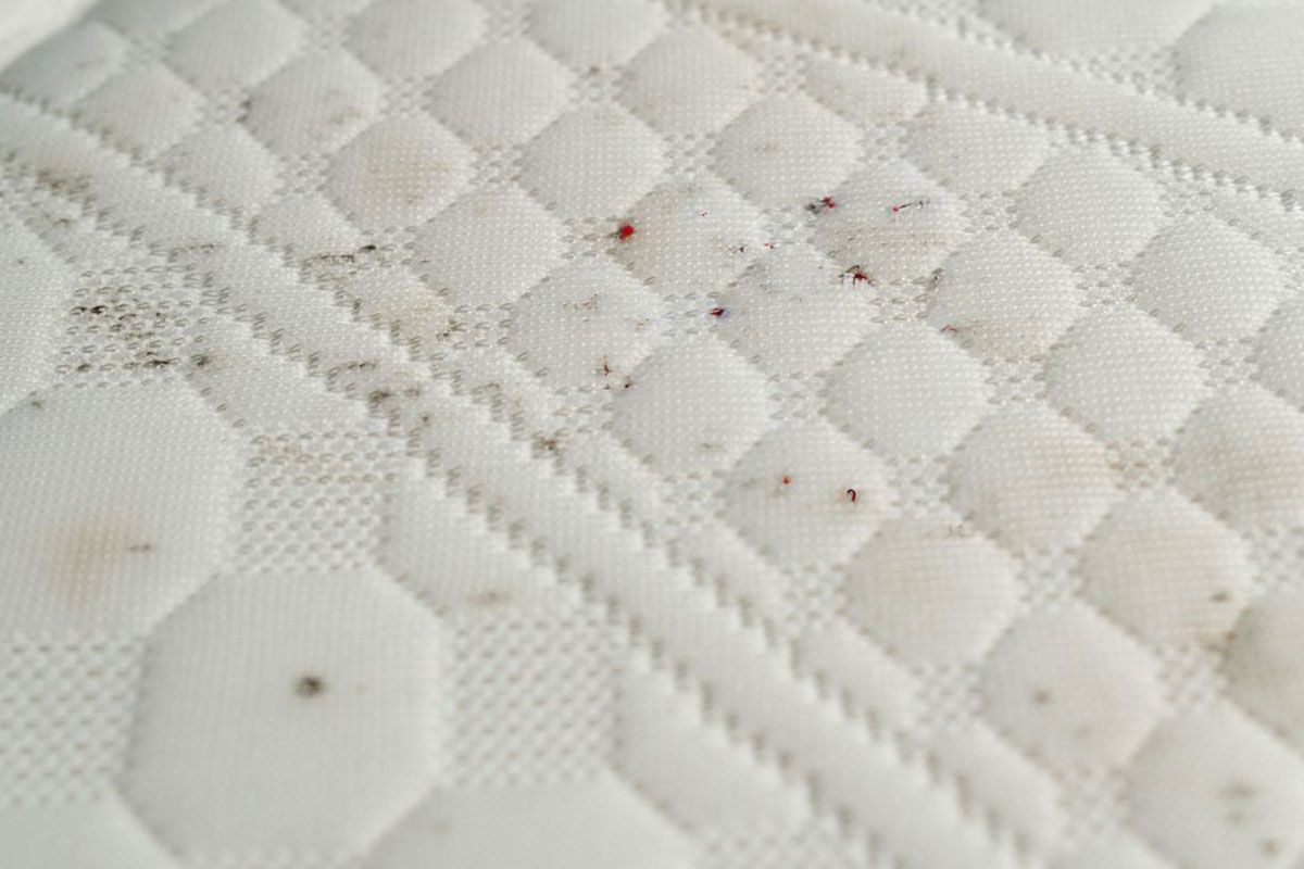 bed bugs blood stain on mattress