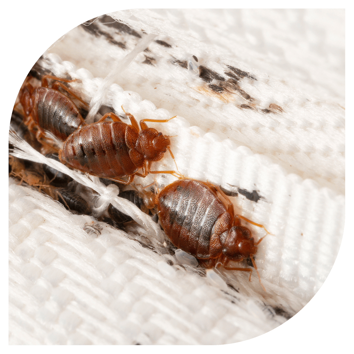 Bed bugs pest control