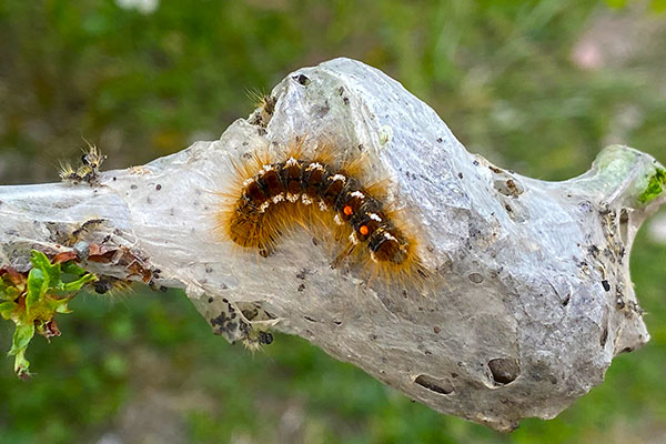 brown tail moth tree disease treatment