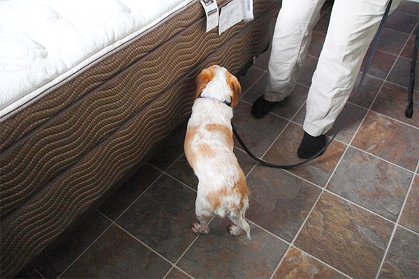 Dog bed bug detection service