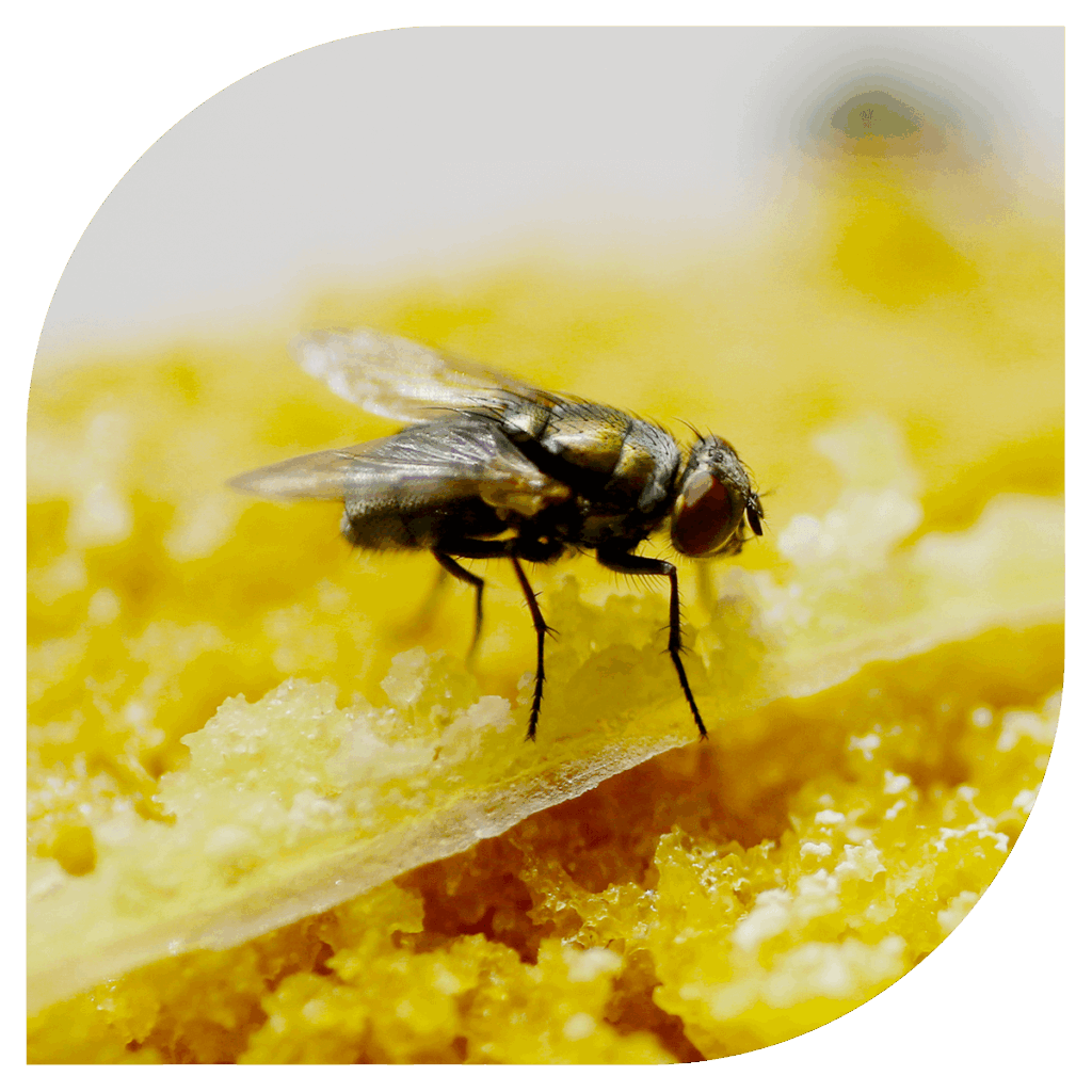 Flies pest control