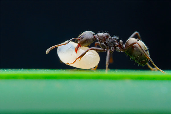 garden ants pest control