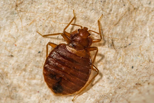 live bedbug