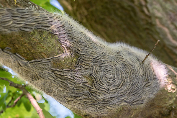 oak processionary moth tree disease