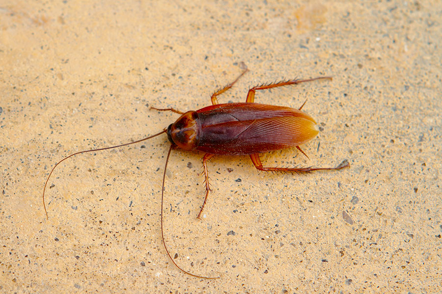 pest services insects