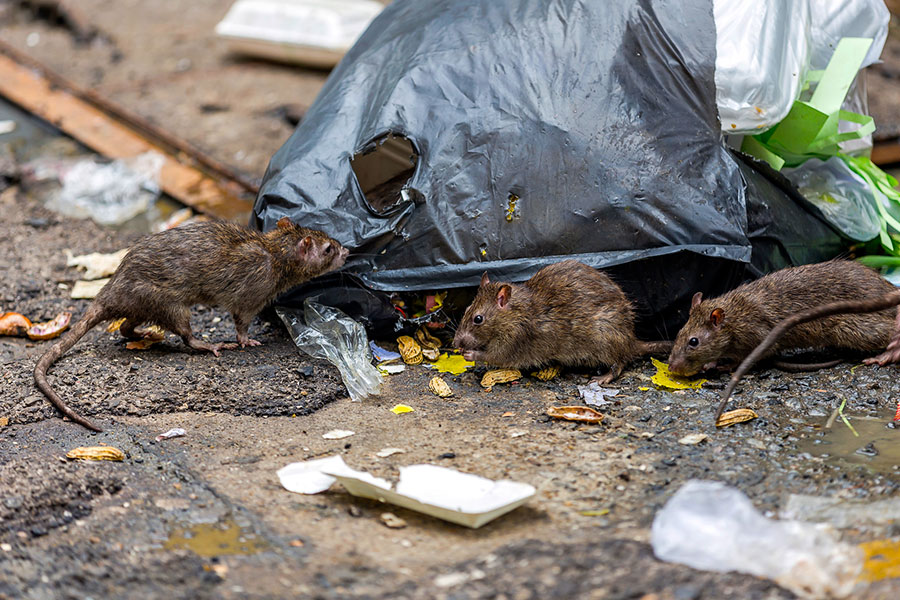 pest services rodents