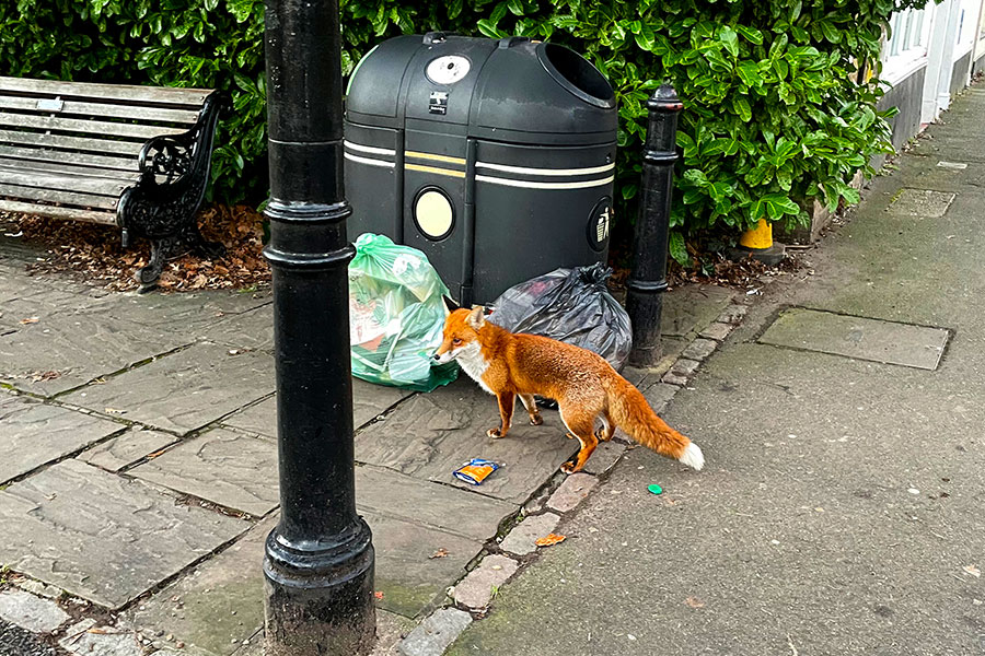 pest services willdlife