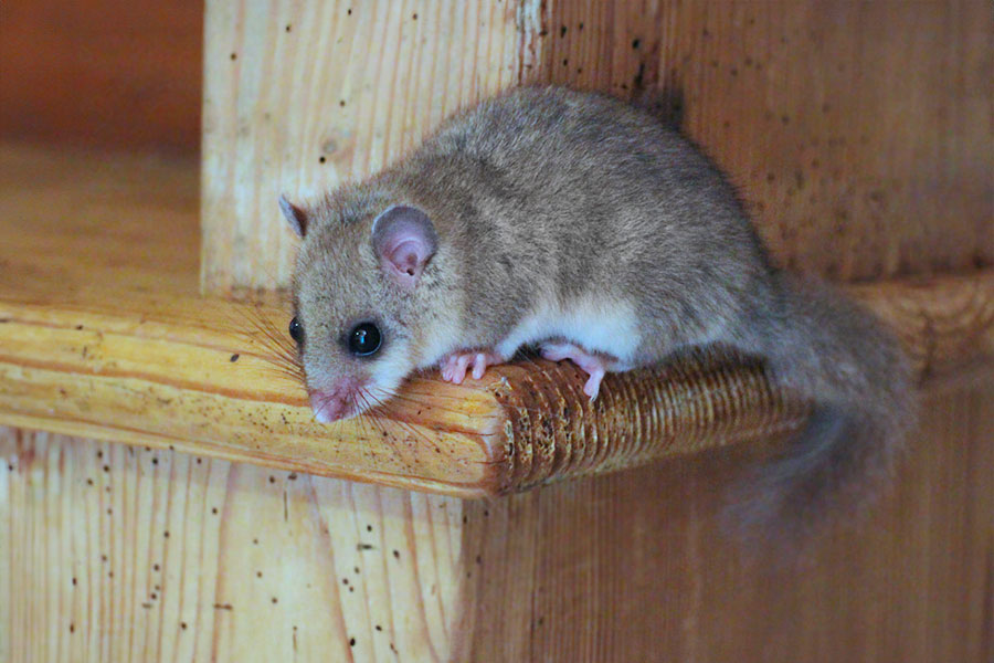 rodent glis glis control