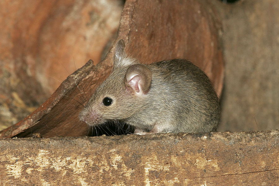 rodent mice control