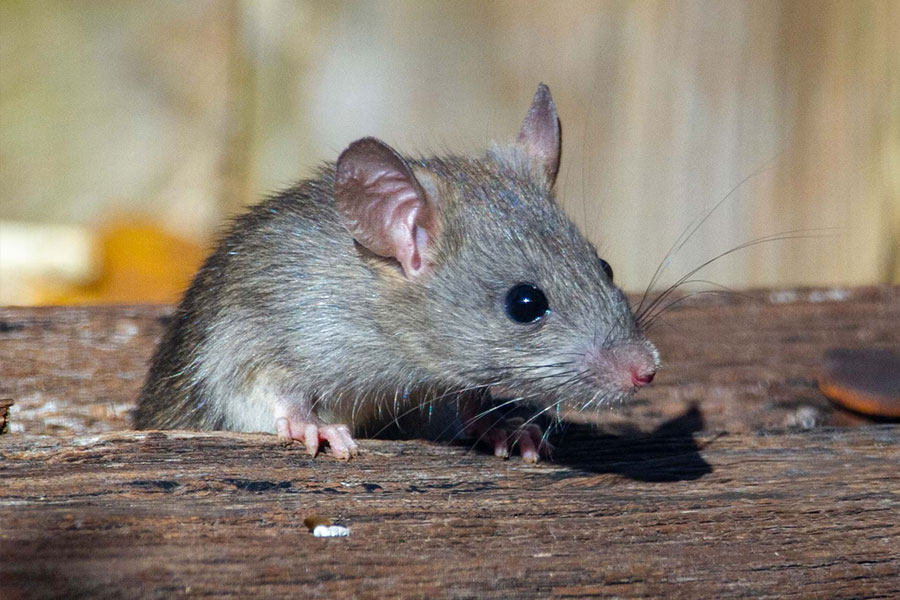 rodent rat control