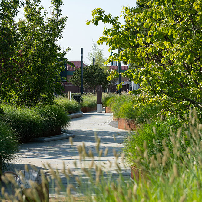 Teesside Shopping Park public walkway with shrub and herbaceous material planted either side.