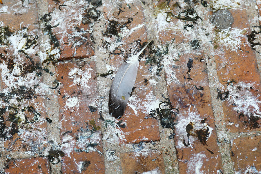 bird control post infestation cleaning