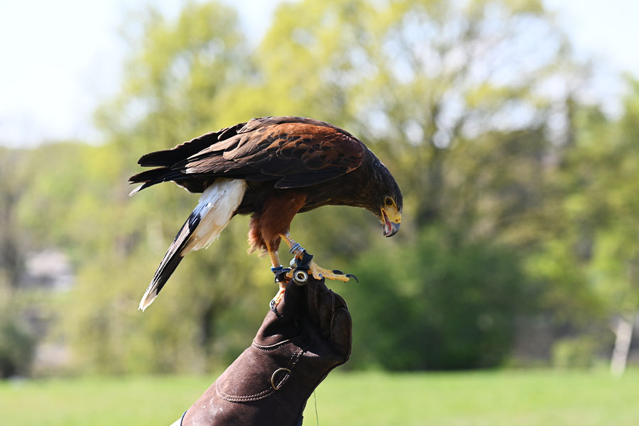bird control falconry