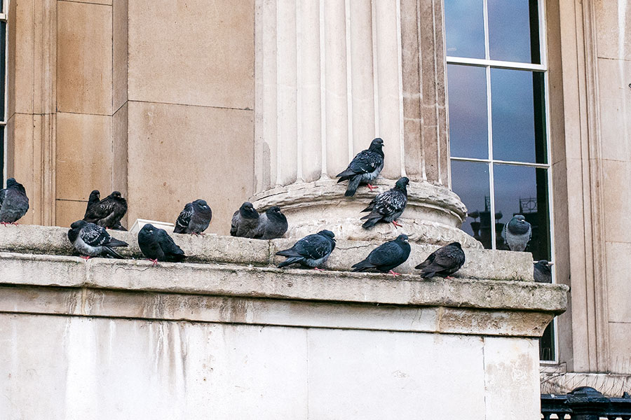 bird control pigeons
