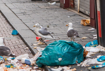 bird control seagulls