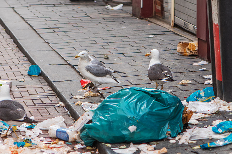 bird control seagulls