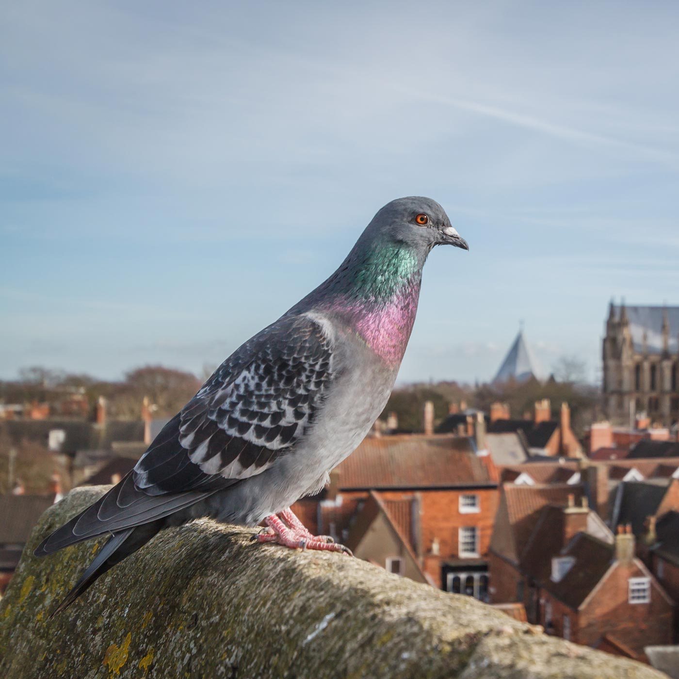 bird pest control services