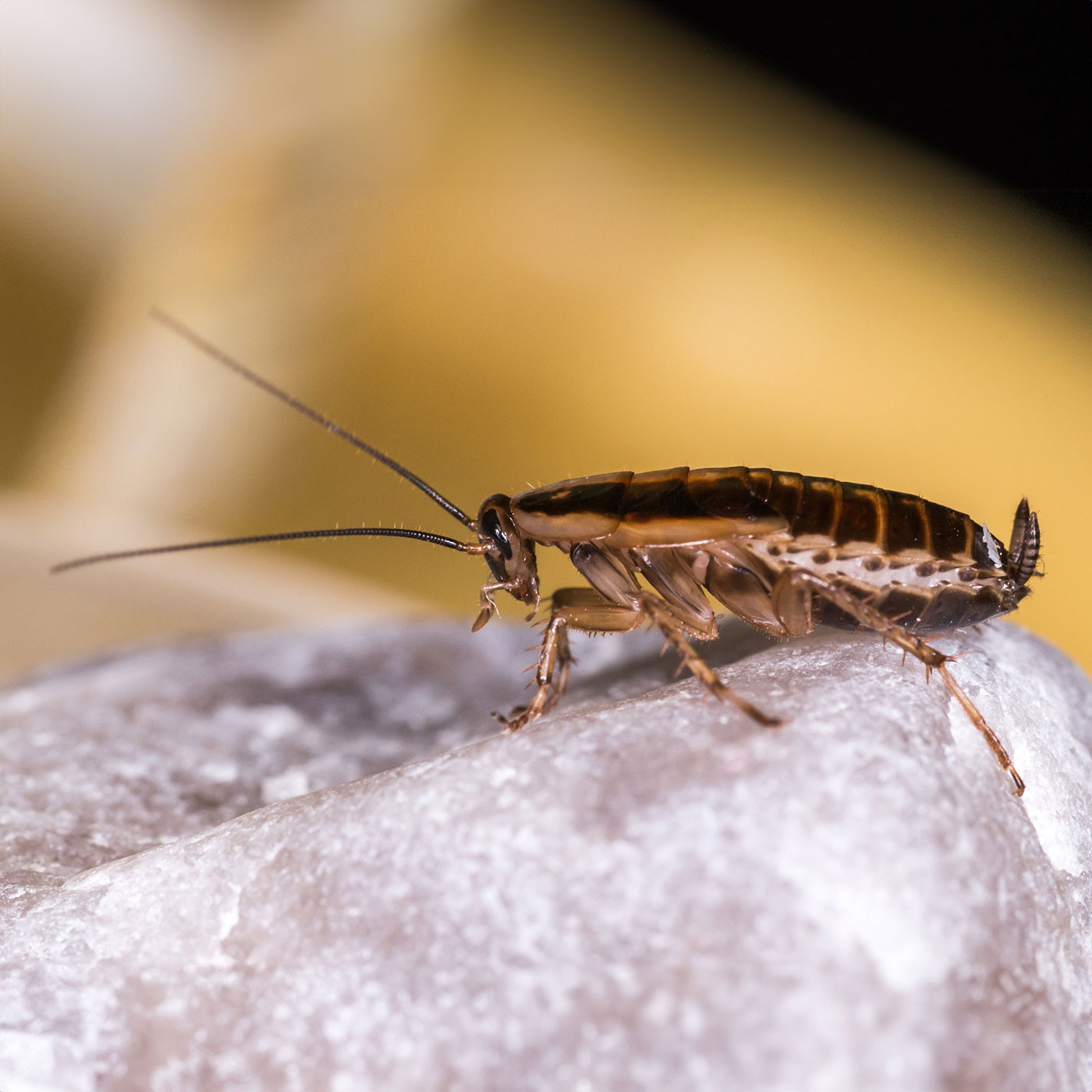 cockroach pest control services