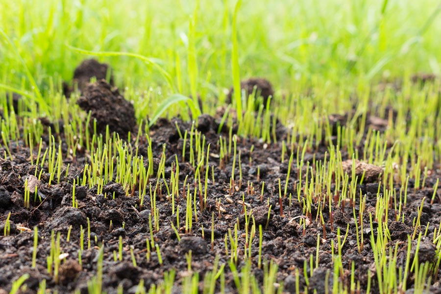 commercial grounds maintenance lawn care