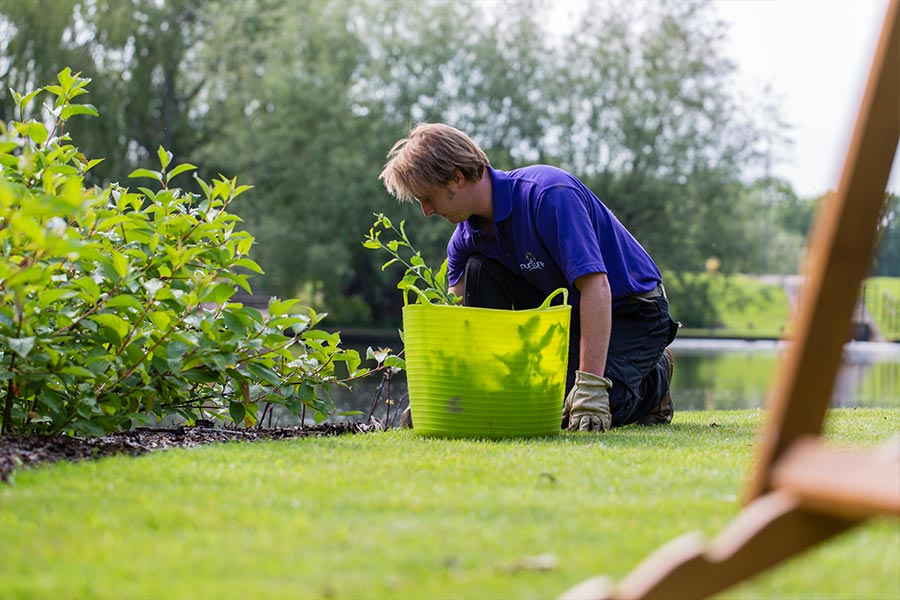 commercial grounds maintenance shrub hedges planting areas services