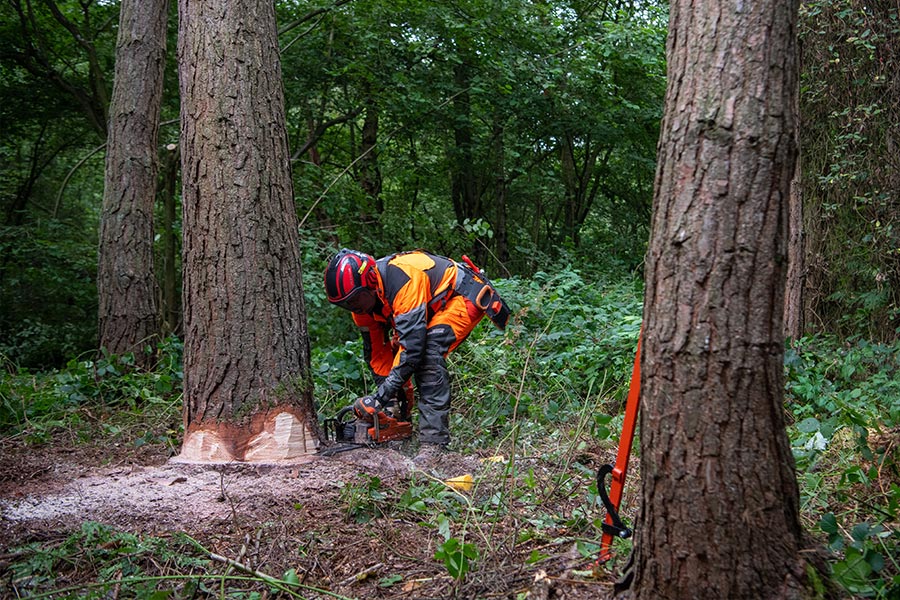 commercial tree surgery tree felling