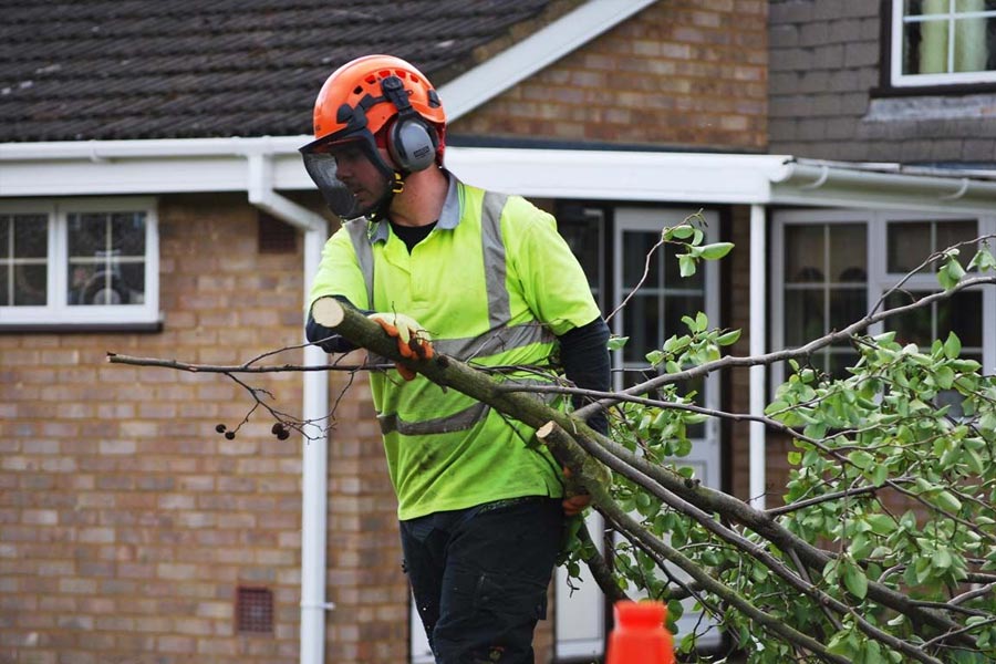 commercial tree works pruning and crown reduction