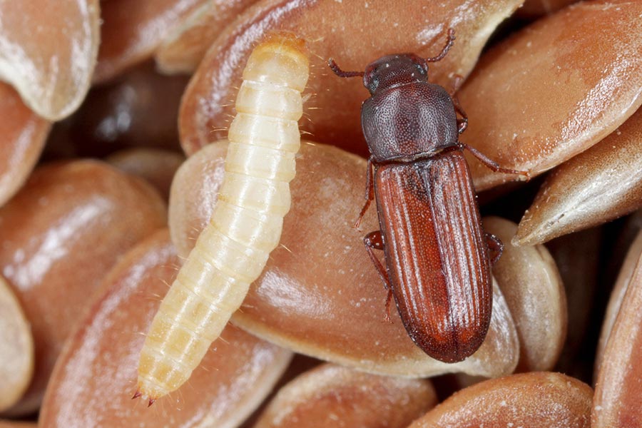 confused flour beetle stored product pest