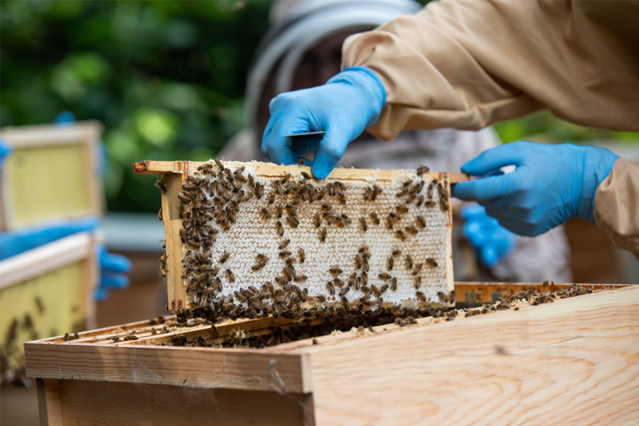 green solutions biodiversity solutions for businesses