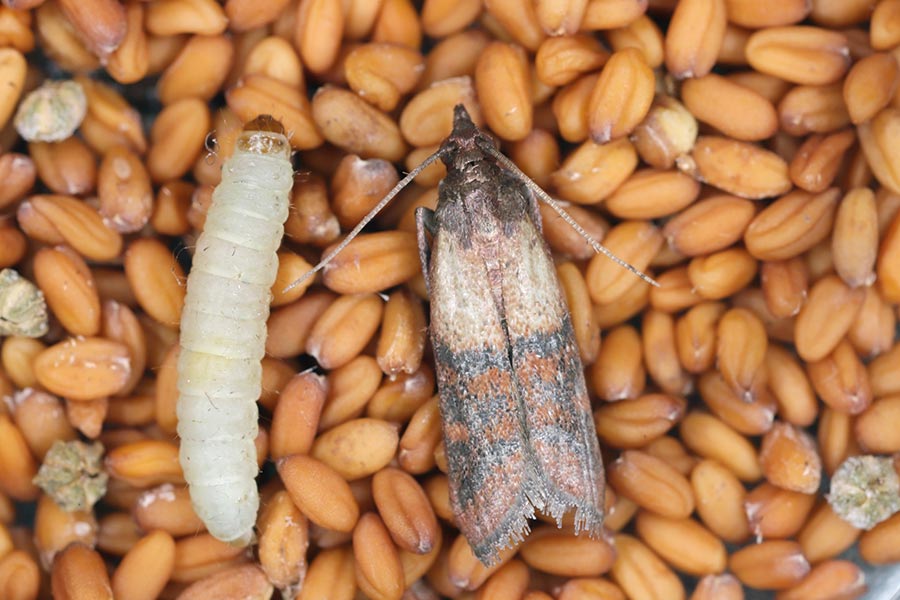 indian meal moth stored product pest