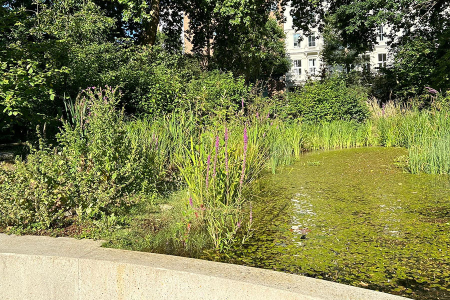 Landscape construction aquatic landscaping services