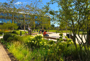 landscape construction soft landscaping