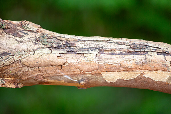 Massaria Disease of Plane