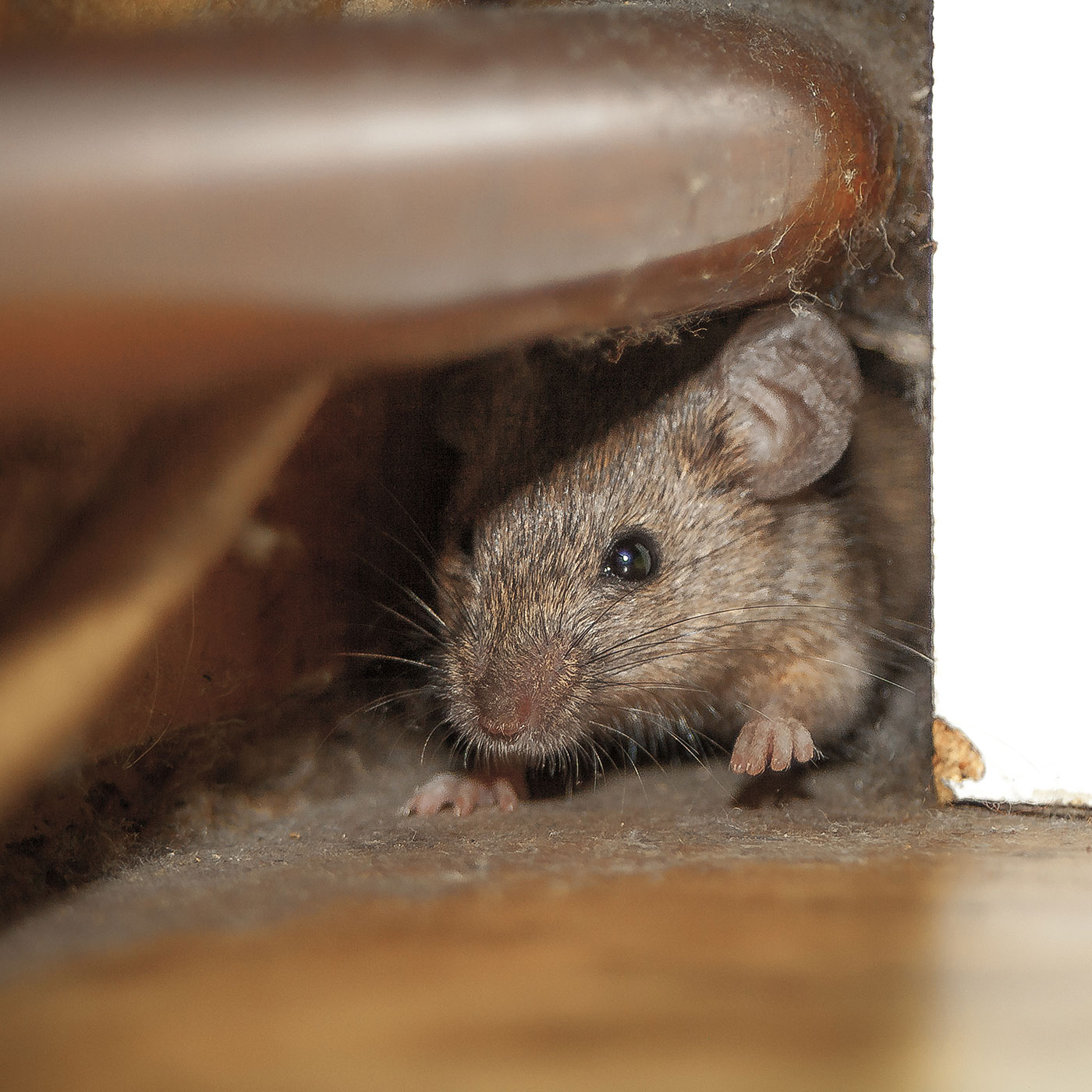 mice pest control services