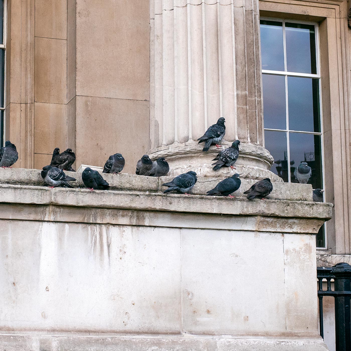 pigeon pest bird controls services