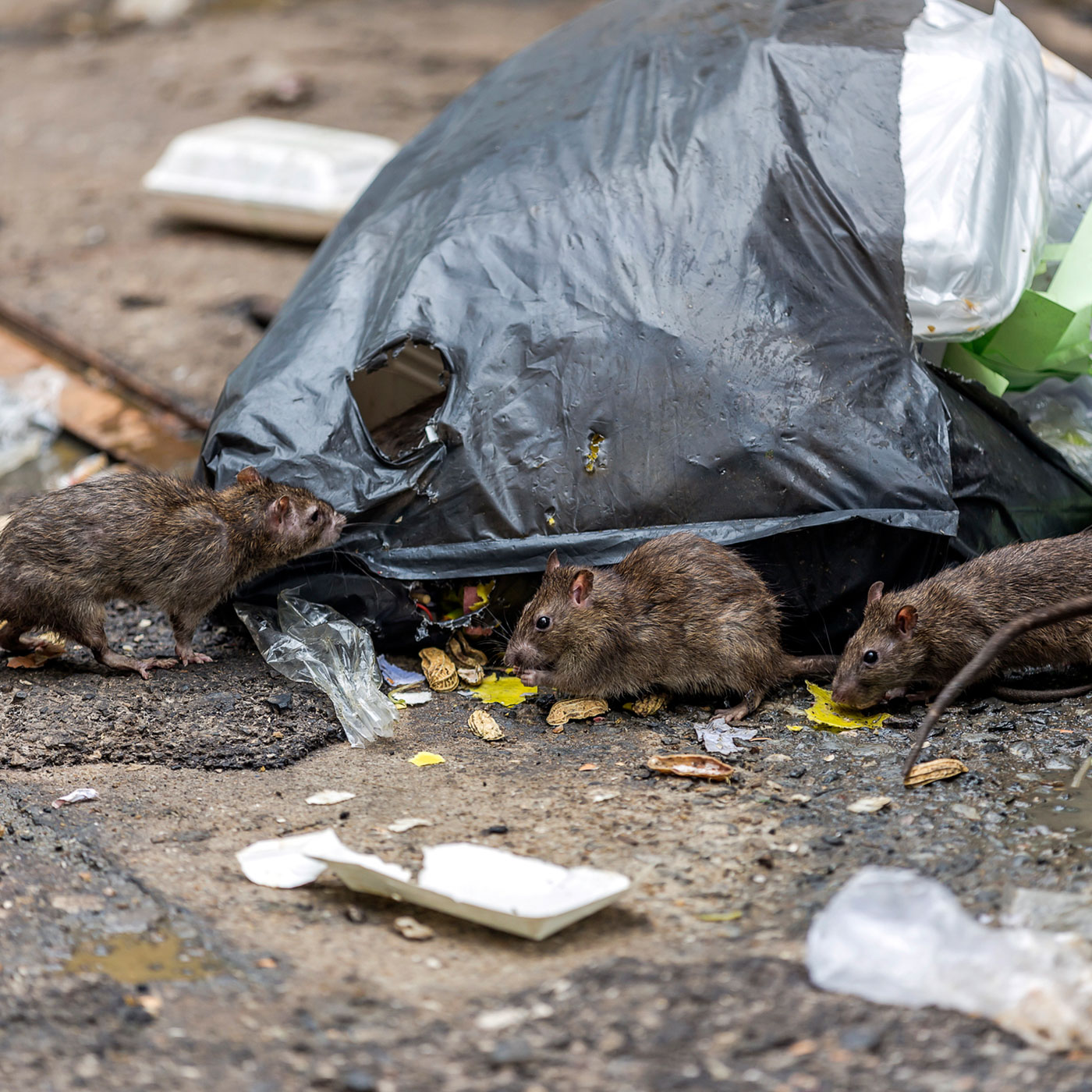 rat pest control services