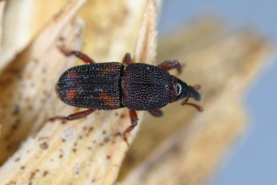 rice weevil stored product pest