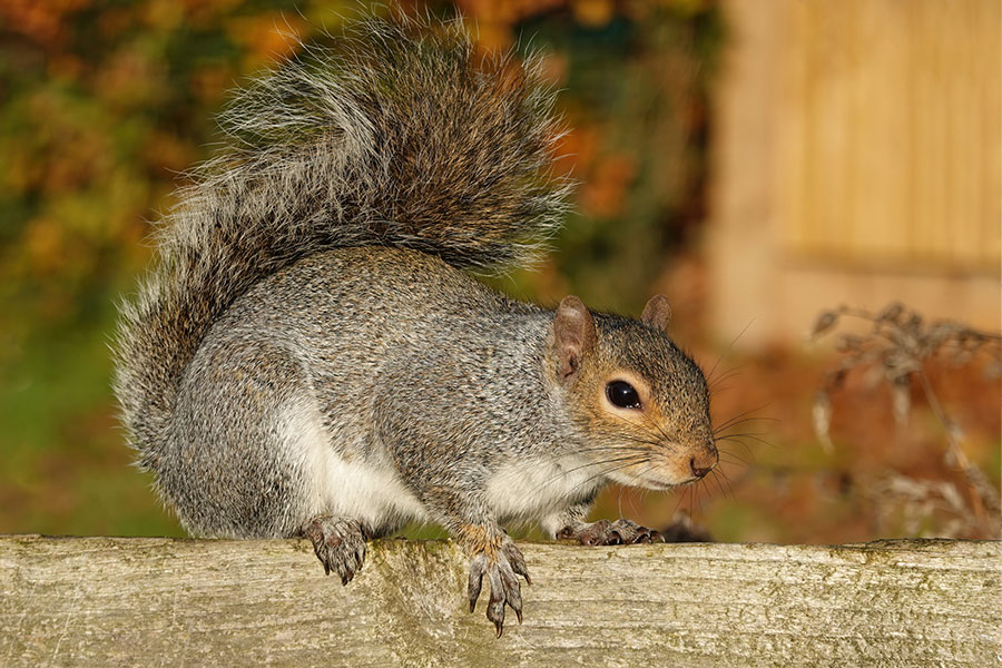 rodent control services squirrels