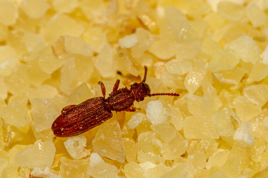 sawtoothed grain beetle stored product pest