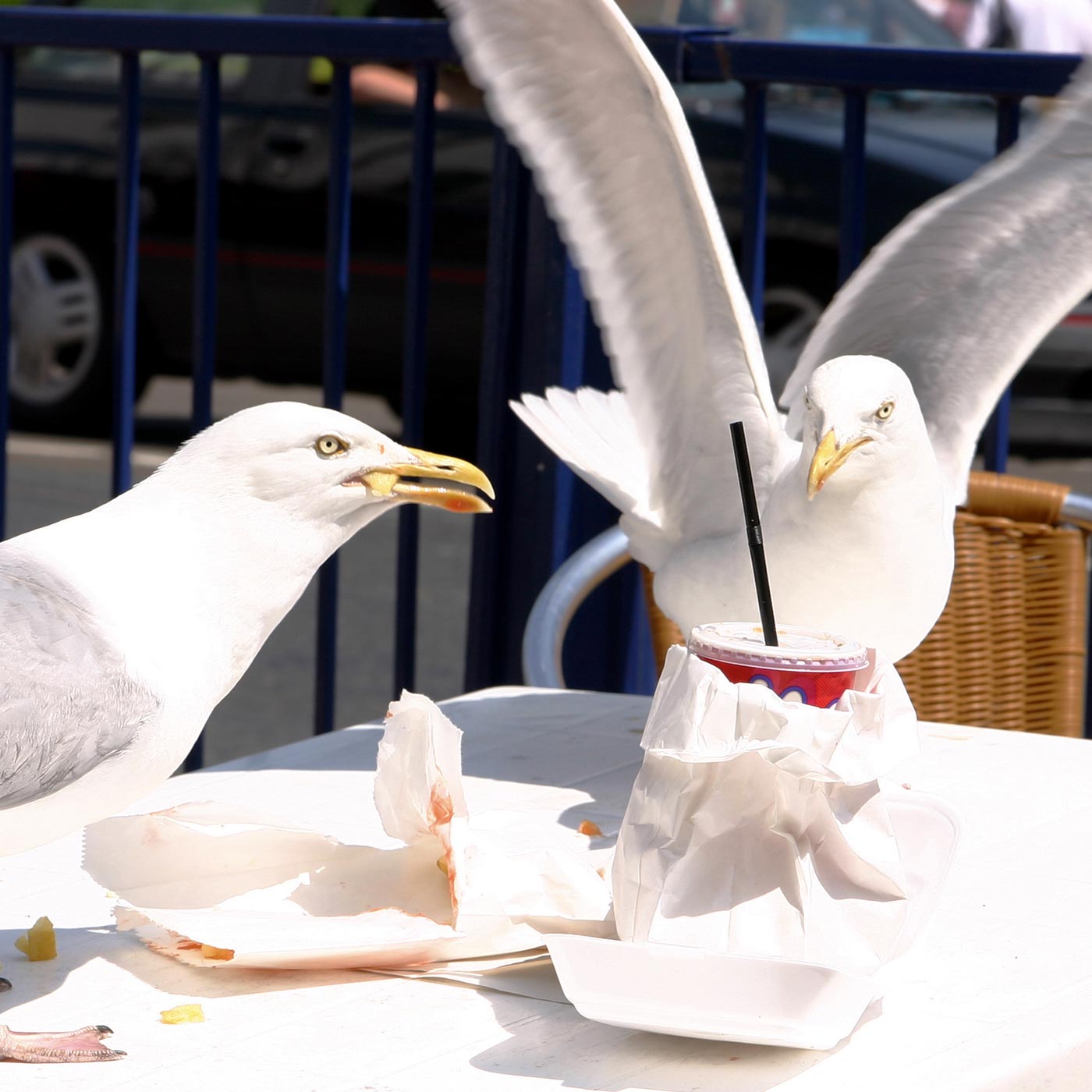 Seagull pest control services