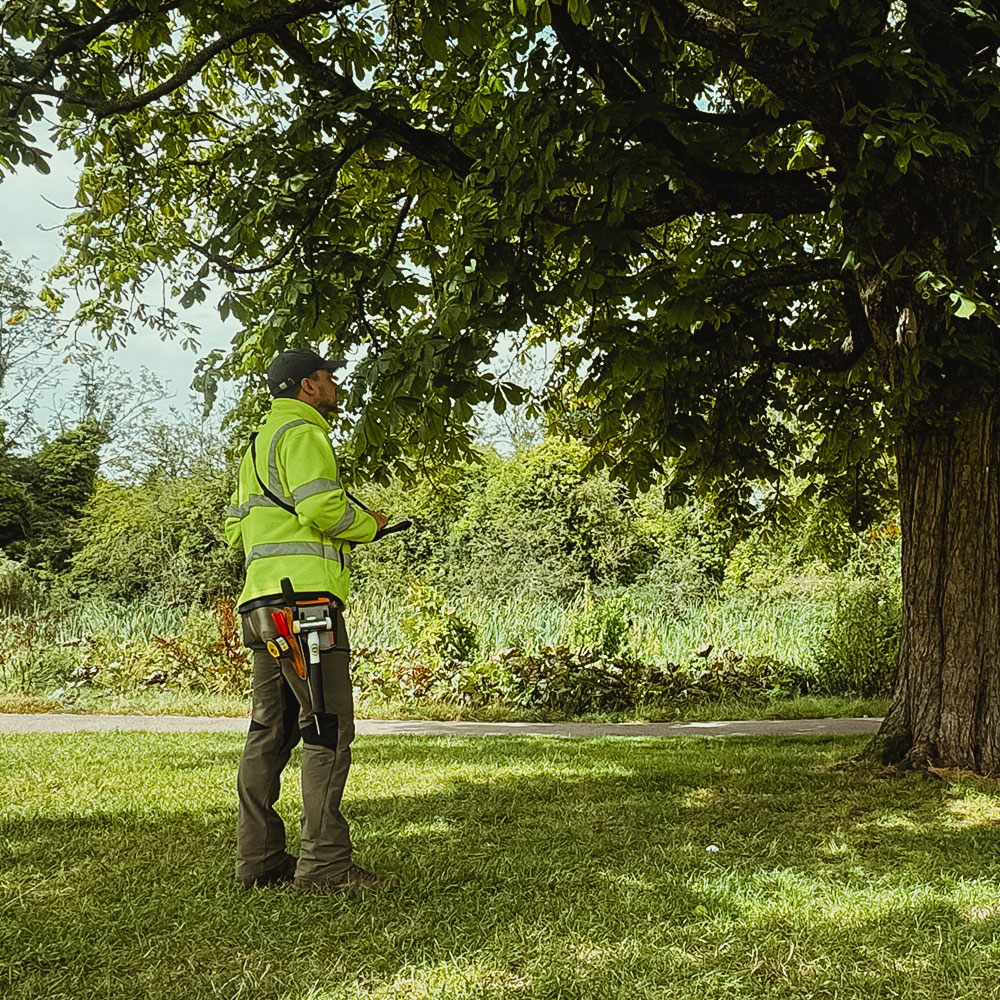 tree decay surveyor