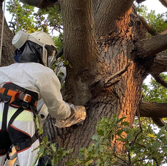 tree pest control services